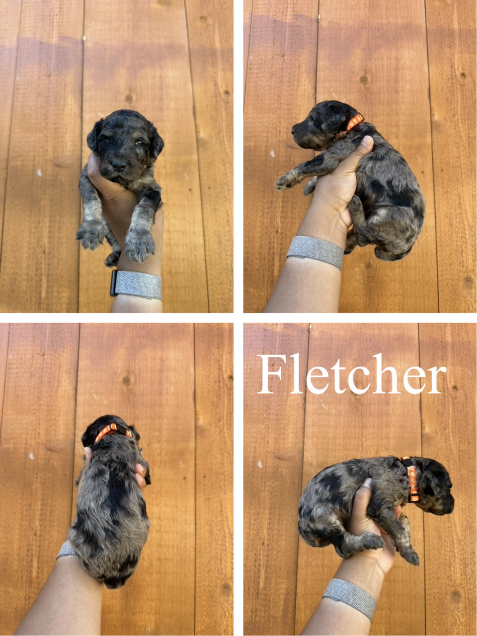 Fletcher (orange collar) 2